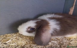 Mini Lop rabbits for sale: Mini lop rabbits  - Image 17