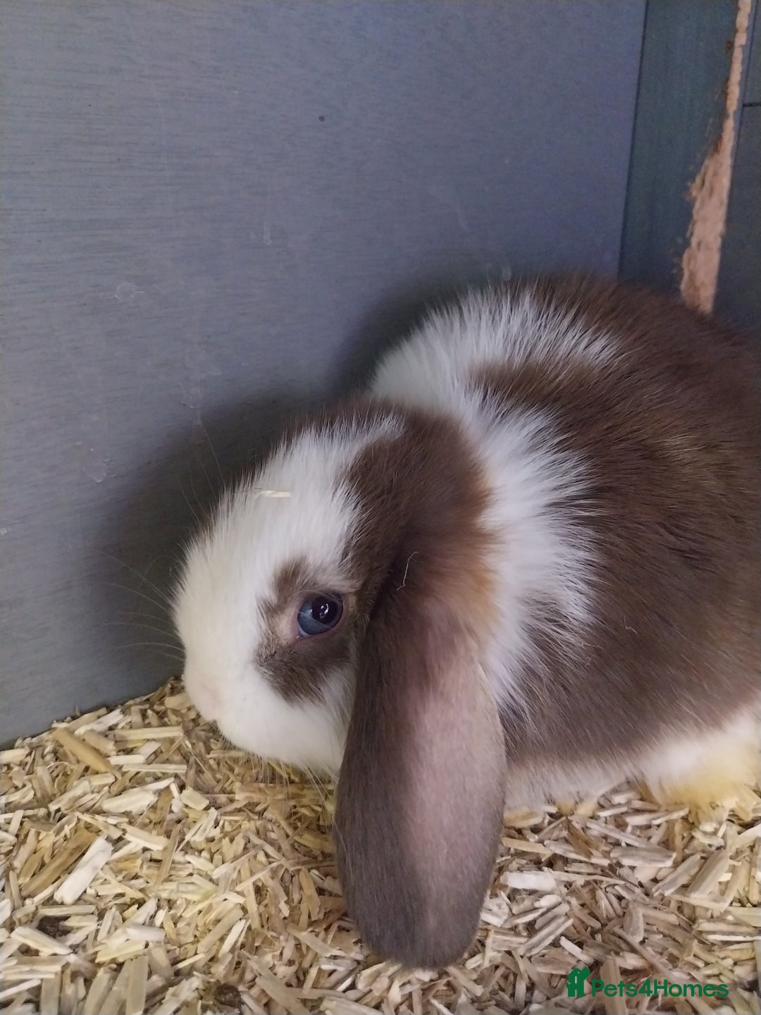 Mini Lop rabbits for sale: Mini lop rabbits  - Image 17