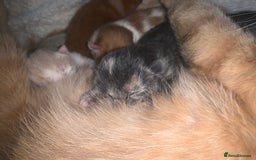 Mixed Breed cats for sale: 5 gorgeous kitten’s - Image 5
