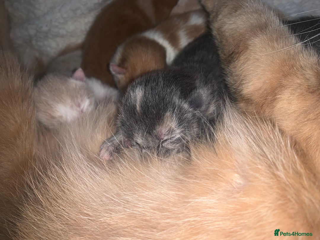 Mixed Breed cats for sale: 5 gorgeous kitten’s - Image 5