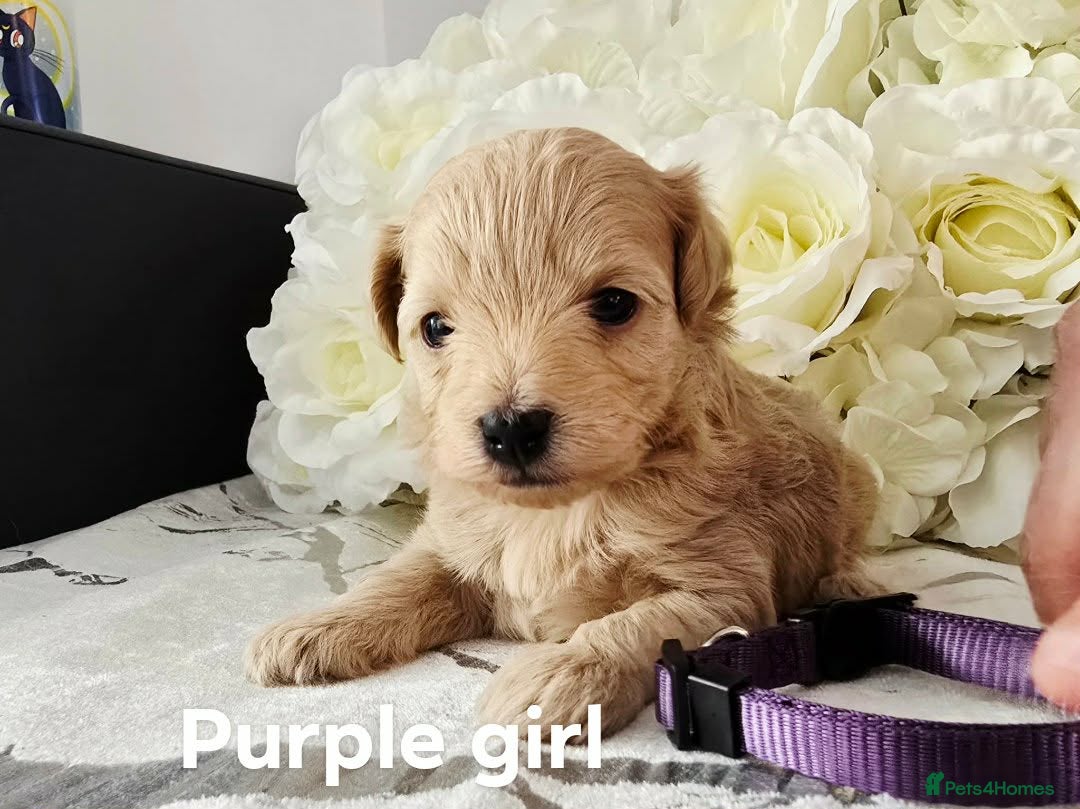 Maltipoo dogs Maltippo puppies  - Advert 6