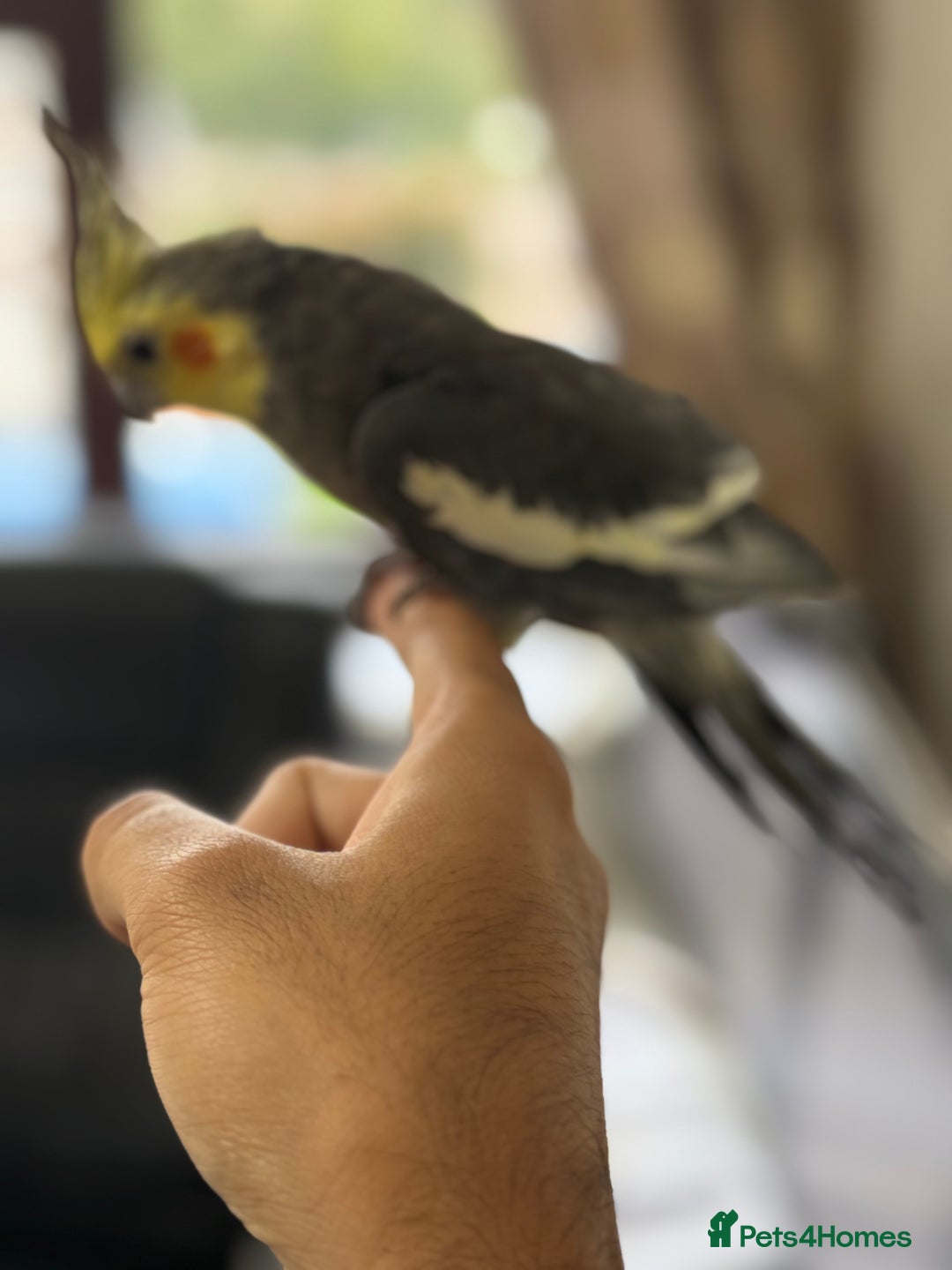 Parrots birds for sale: Semi Tame Lovely Cockatiel - Image 3
