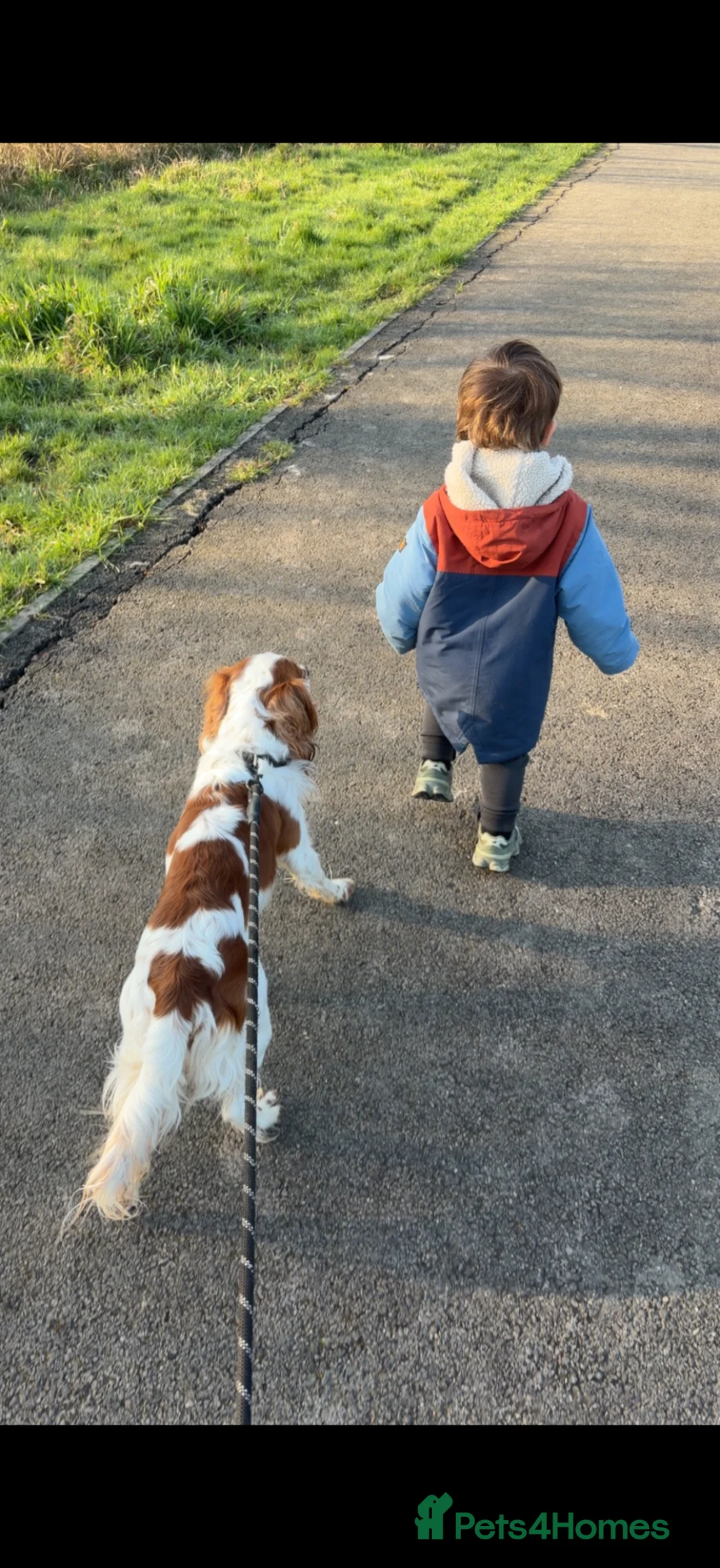 Mixed Breed dogs for sale: Arlo  in Newport - Advert 2