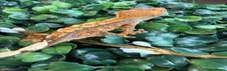 Gecko reptiles for sale: Crested Gecko - Advert 18