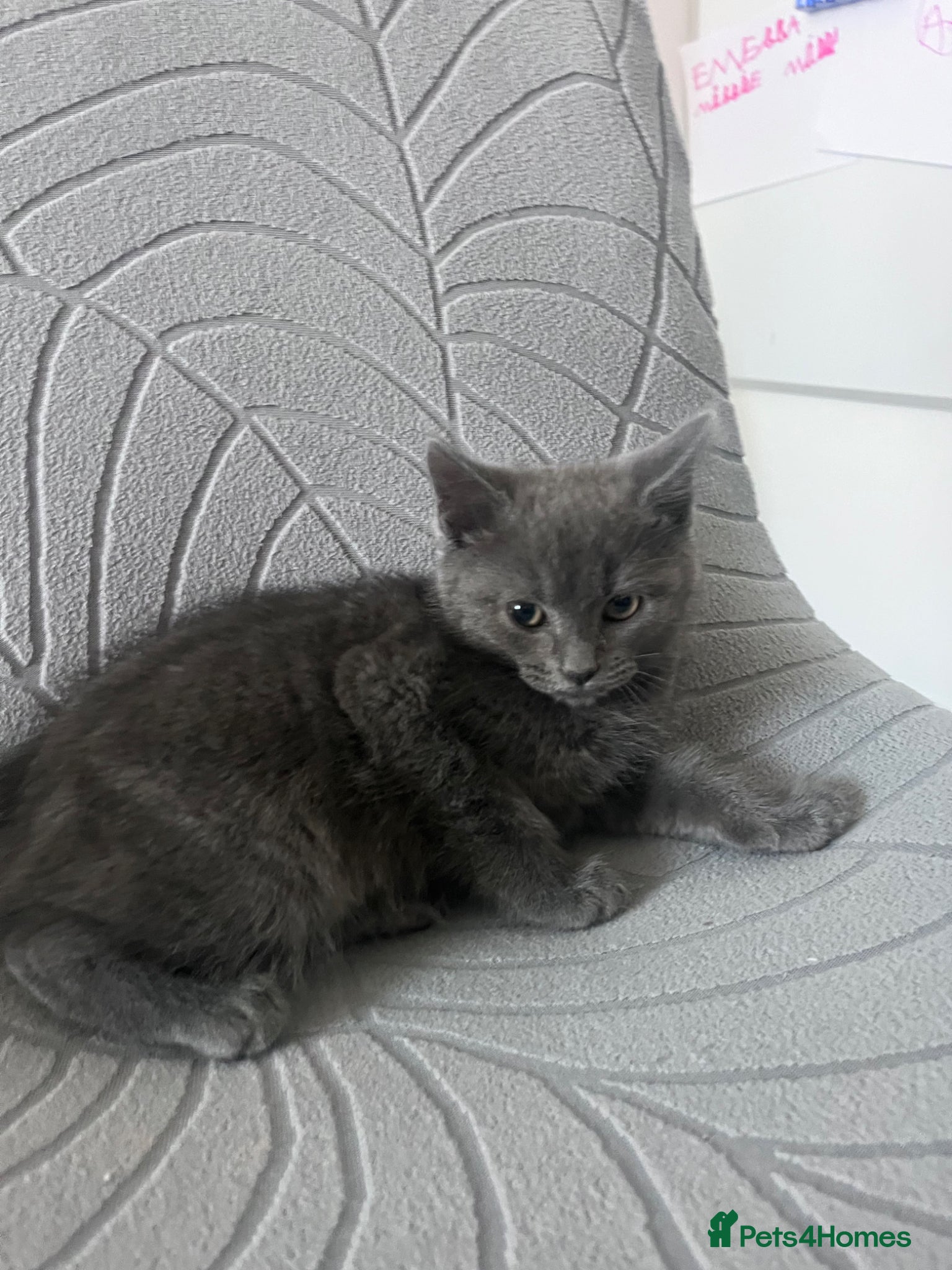 Mixed Breed cats Beautiful female blue kitten - Advert 2