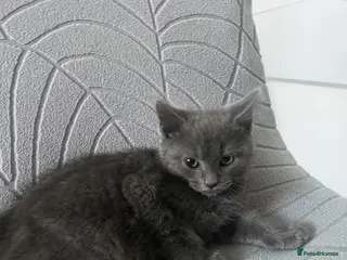 Mixed Breed cats Beautiful female blue kitten - Advert 1