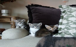 Bengal cats for sale: BLUE Bengal Cross Kittens - Advert 1
