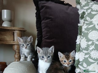 Bengal cats BLUE Bengal Cross Kittens - Advert 4