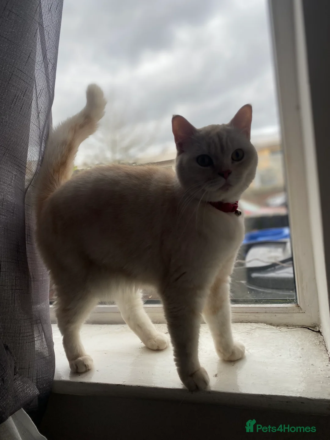 British Shorthair cats for sale: G💛lden Shaded Chinchilla 🐾 BSH - Advert 2