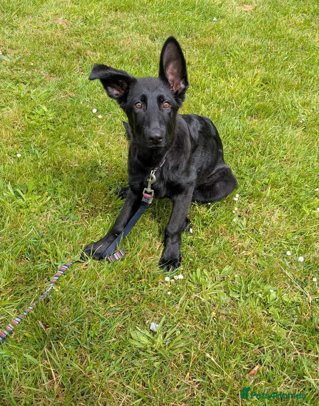 German Shepherd dogs for sale: Gorgeous pure black German Shepherd Pup - Advert 1