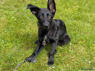 German Shepherd dogs Gorgeous pure black German Shepherd Pup - Advert 11