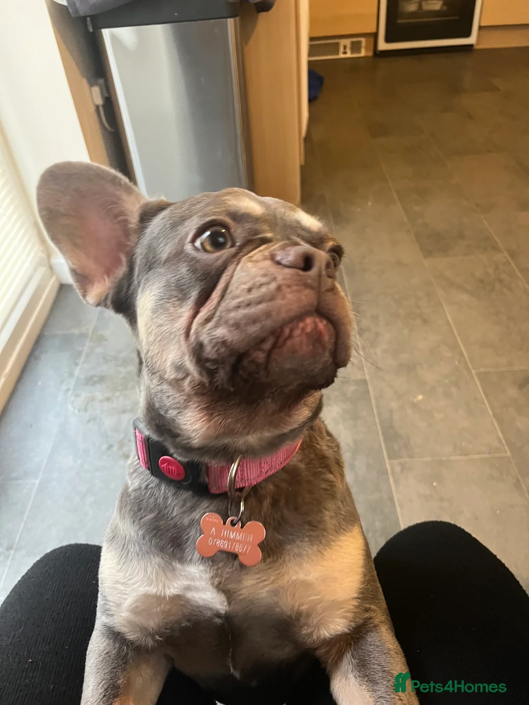 French Bulldog dogs for sale: Beautiful girl  - Advert 15