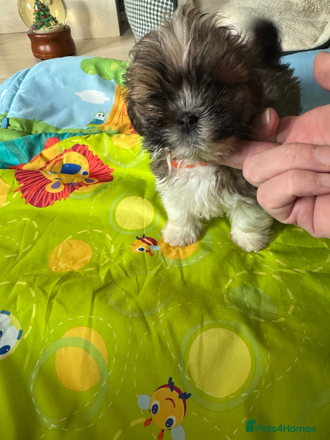 Lhasa Apso dogs for sale: KC reg female Lhasa apso puppy PRA clear  - Advert 20