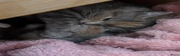 Domestic Shorthair cats for sale: 2 kittens. 1 Ginger male 1 Tortie female in Newark - Advert 6