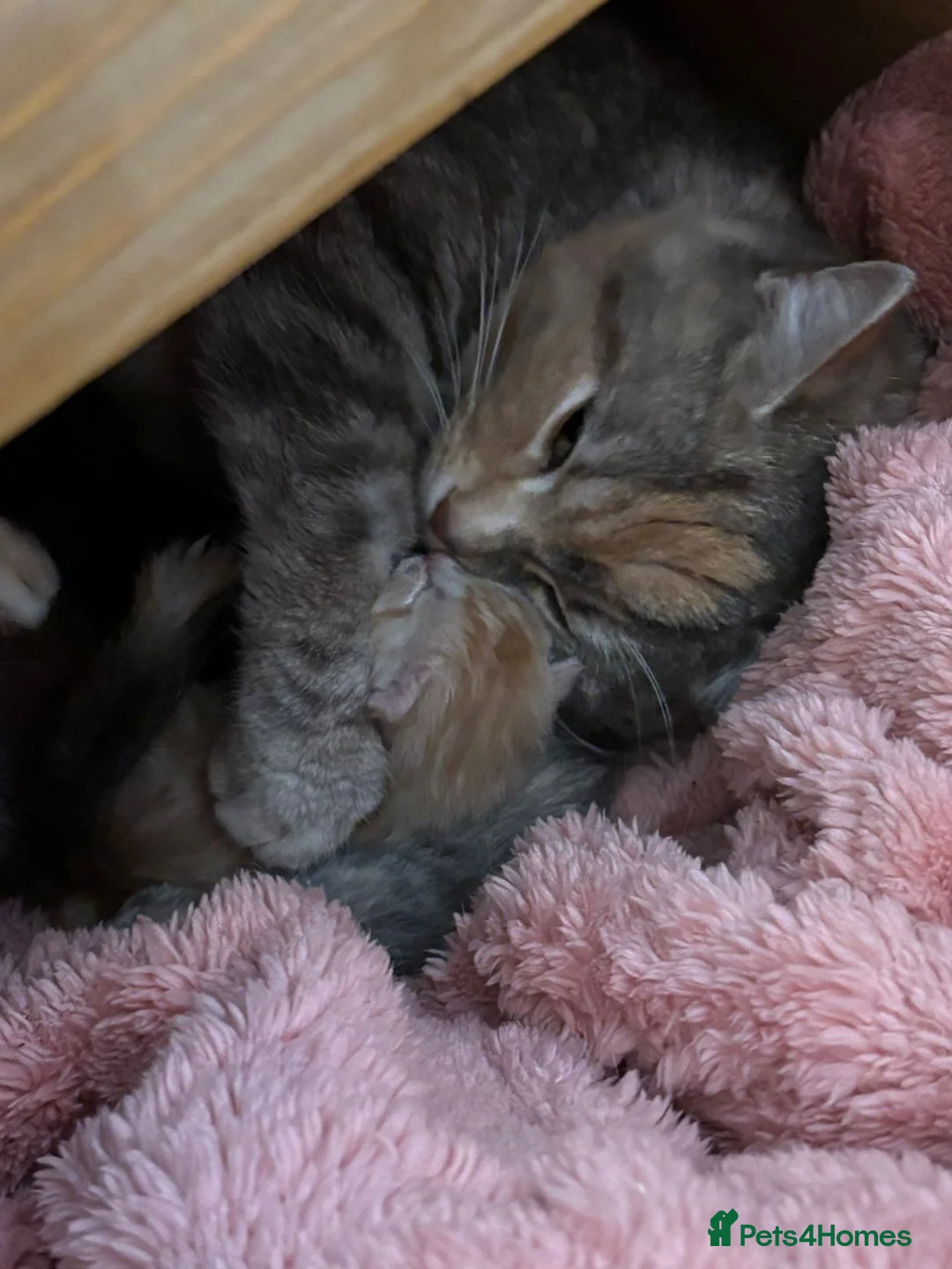 Domestic Shorthair cats for sale: 2 kittens. 1 Ginger male 1 Tortie female in Newark - Advert 6