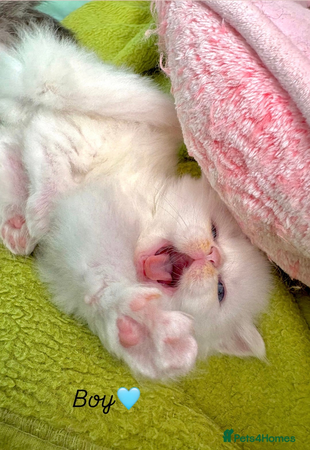 Persian cats for sale: Pure breed Rare Colours Gorgeous Persian Kittens  - Image 7