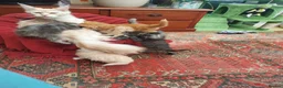 Maine Coon cats for sale: Main Coon Kittens in Leeds - Advert 1