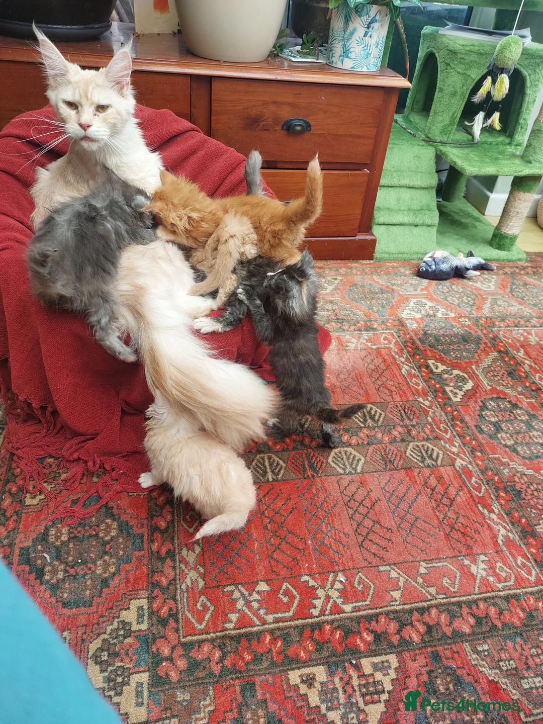 Maine Coon cats for sale: Main Coon Kittens in Leeds - Advert 1