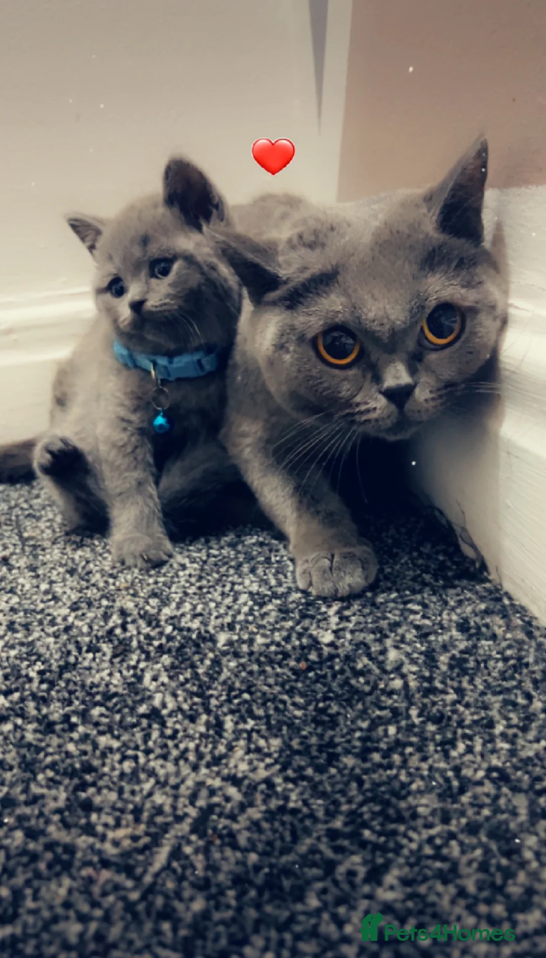 British Shorthair cats for sale: Beautiful BSH Kittens / GCCF registered  - Advert 3