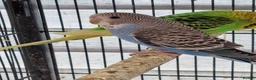 Budgerigars birds for sale: Baby budgies.  - Advert 3