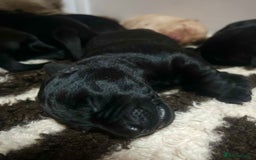 Labrador Retriever dogs for sale: 🐾 Ready 13th Oct. KC vet approved only 3 left 💕 - Image 24