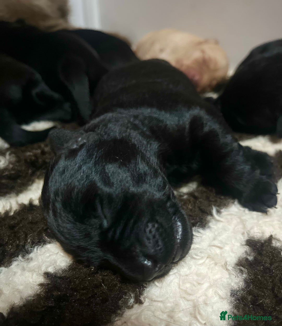 Labrador Retriever dogs for sale: 🐾 Ready 13th Oct. KC vet approved only 3 left 💕 - Image 24