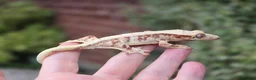 Gecko reptiles for sale: Various crested geckos  - Advert 25
