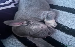 French Bulldog dogs for sale: French bulldogs , one fluffy (like his mum)  - Image 4