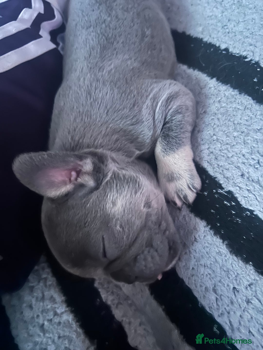 French Bulldog dogs for sale: French bulldogs , one fluffy (like his mum)  - Image 4