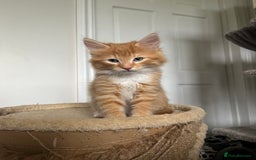 Mixed Breed cats for sale: Four beautiful playful kittens for sale  - Image 2