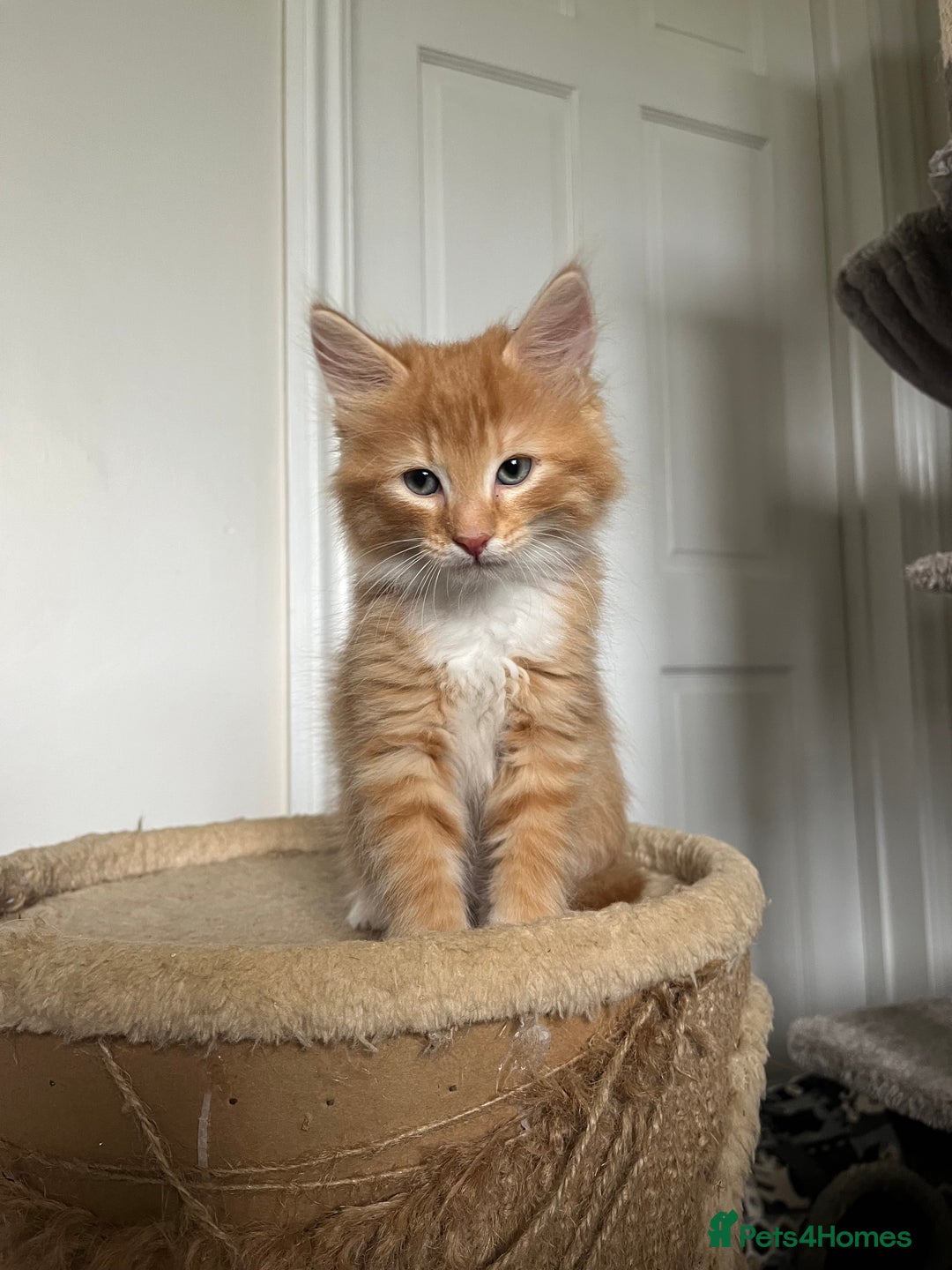 Mixed Breed cats for sale: Four beautiful playful kittens for sale  - Image 2