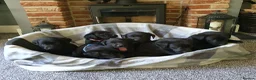 Labrador Retriever dogs for sale: WORKING BLACK LABRADOR PUPPIES-DRAKESHEAD LINE - Advert 5