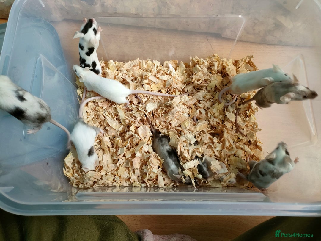 Mouse rodents for sale: Pretty fancy mice in Bridgwater - Image 4