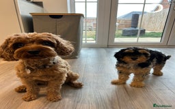 Cavapoo dogs for sale: Rare colour - stunning F1b Cavapoo  - Image 3