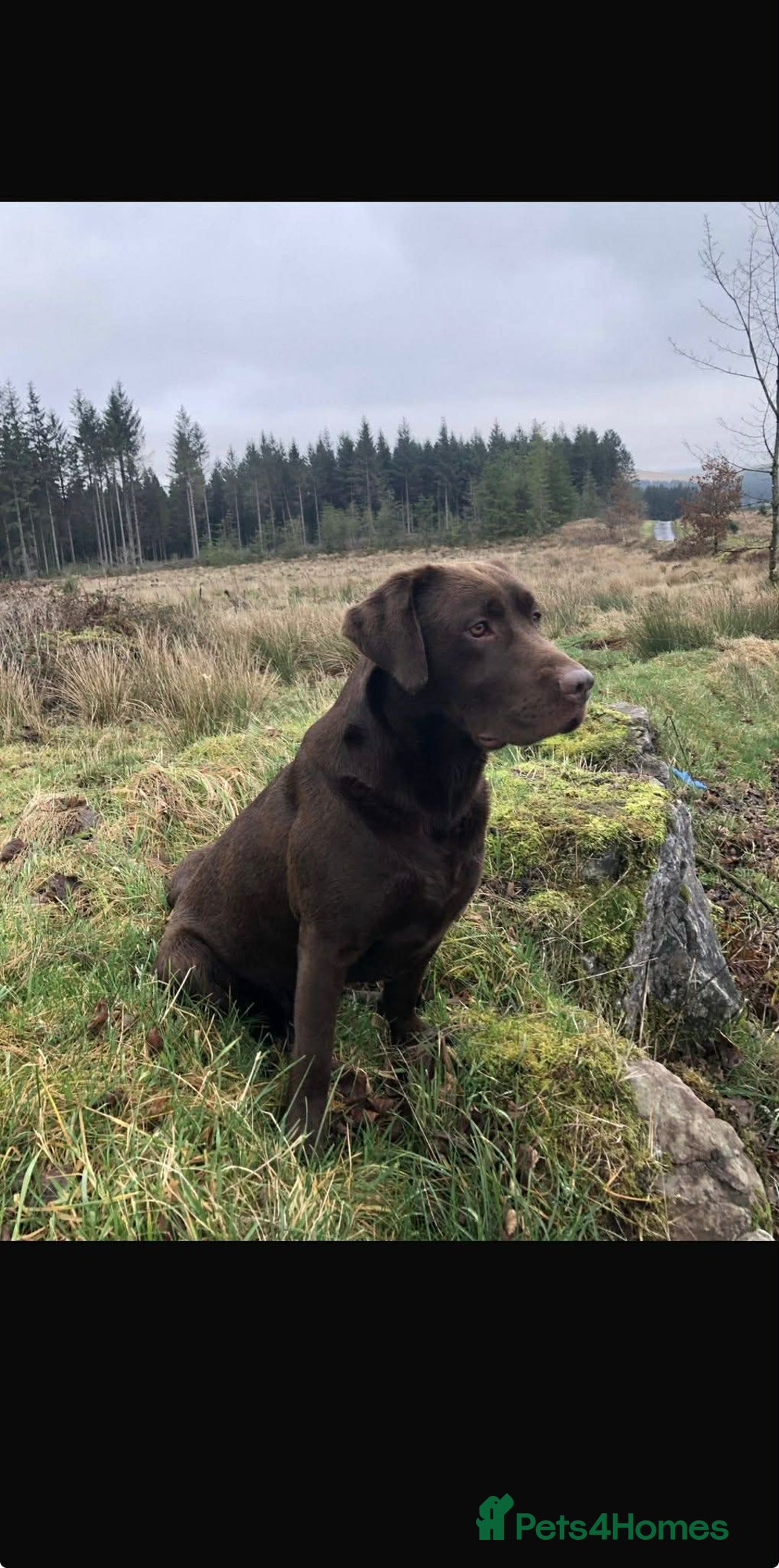 Labrador Retriever dogs for sale: Beautiful Labrador puppies for sale🥰 - Advert 2