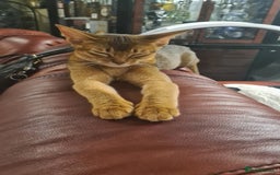 Abyssinian cats for sale: Abisinian kittens  - Image 5