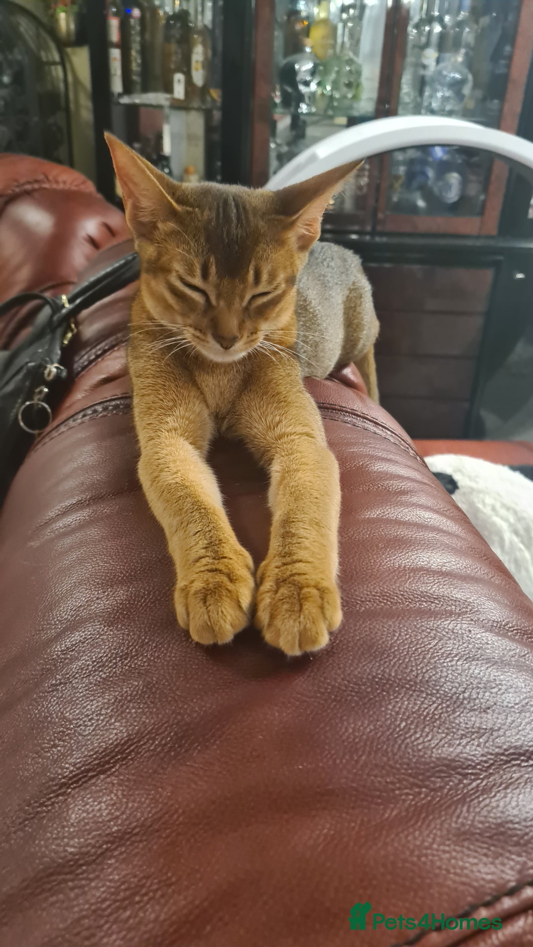 Abyssinian cats for sale: Abisinian kittens  - Image 5