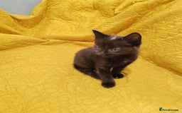 Mixed Breed cats for sale: Beautiful kittens VIDEOS - Image 5