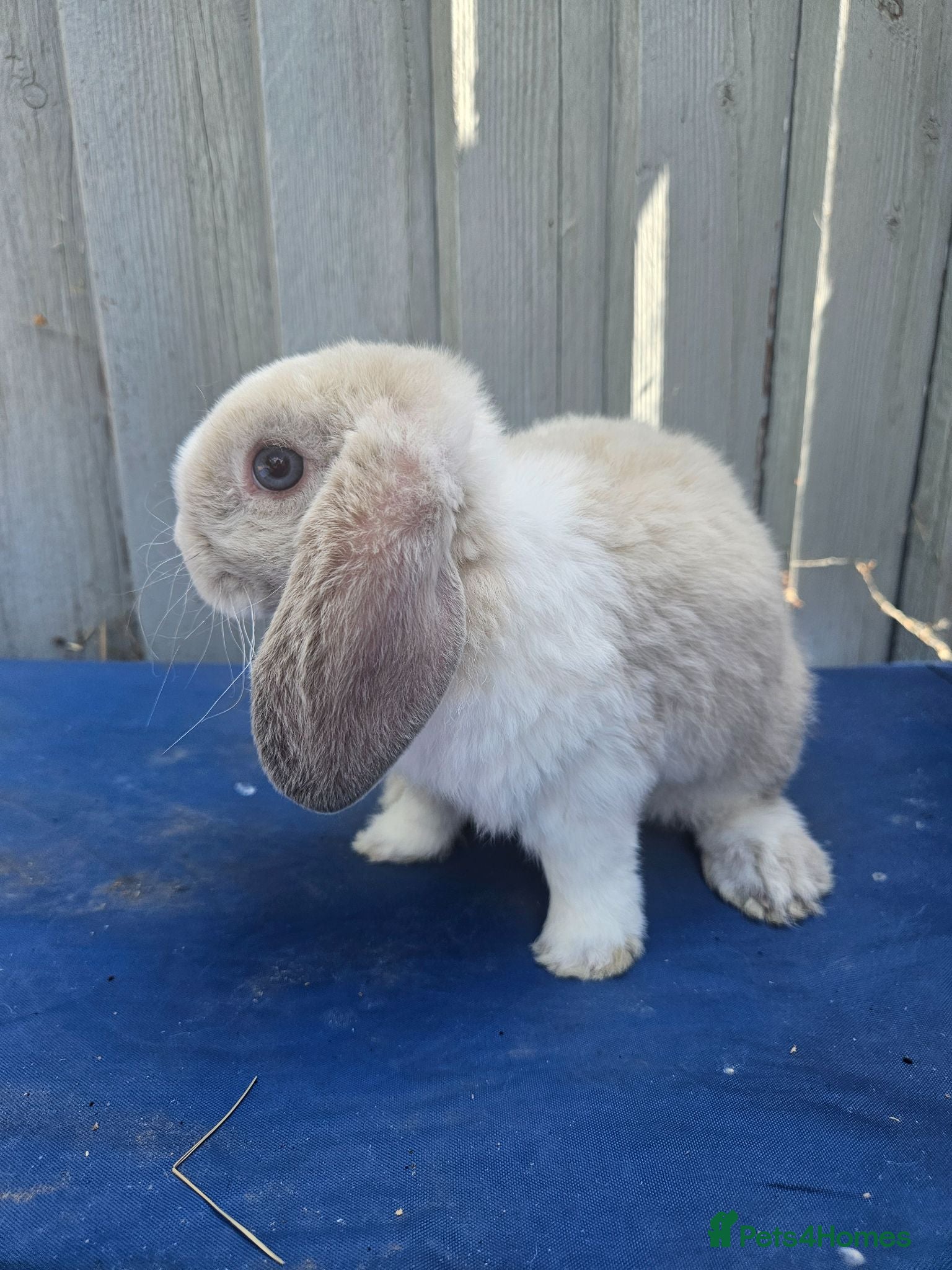 Mini Lop rabbits Purebred Mini Plush Lops- Suffolk - Advert 1