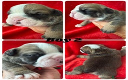 English Bulldog dogs for sale: KC Registered English Bulldog Puppies - Image 6