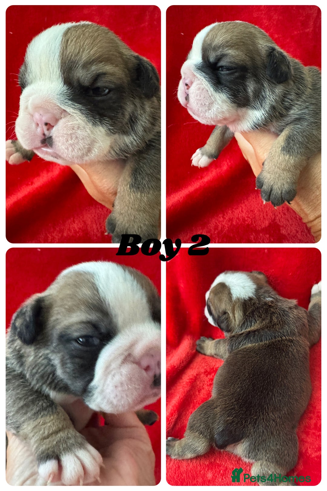 English Bulldog dogs for sale: KC Registered English Bulldog Puppies - Image 6