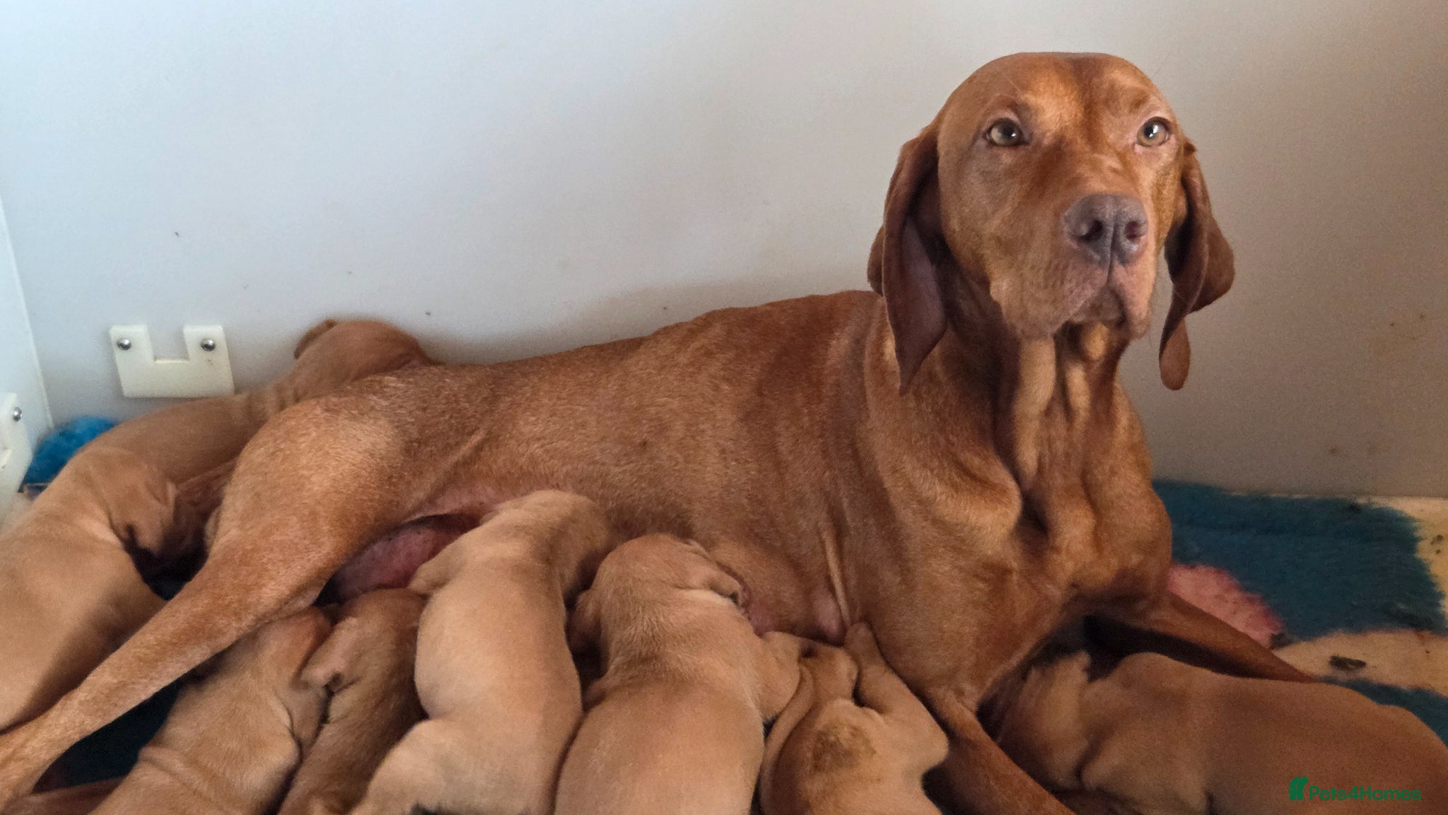 Hungarian Vizsla dogs Pedigree Hungarian Vizsla pups. Show/working/pet - Advert 7