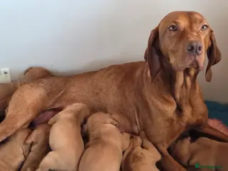 Hungarian Vizsla dogs Pedigree Hungarian Vizsla pups. Show/working/pet - Advert 15