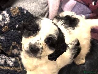 Cockapoo dogs F1BB Cockapoo Pups - Advert 8