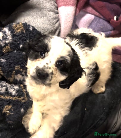 Cockapoo dogs F1BB Cockapoo Pups - Advert 10
