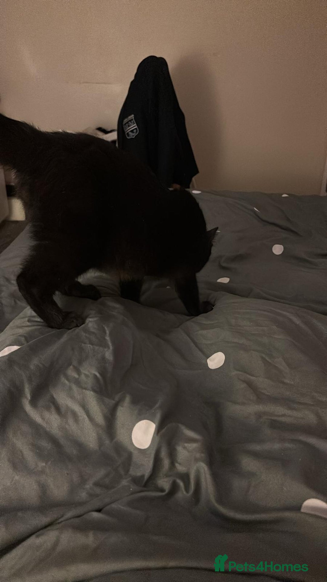 Mixed Breed cats for sale: 2 cats  - Advert 3