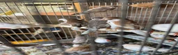 Finches birds for sale: Finches for sale  - Advert 2