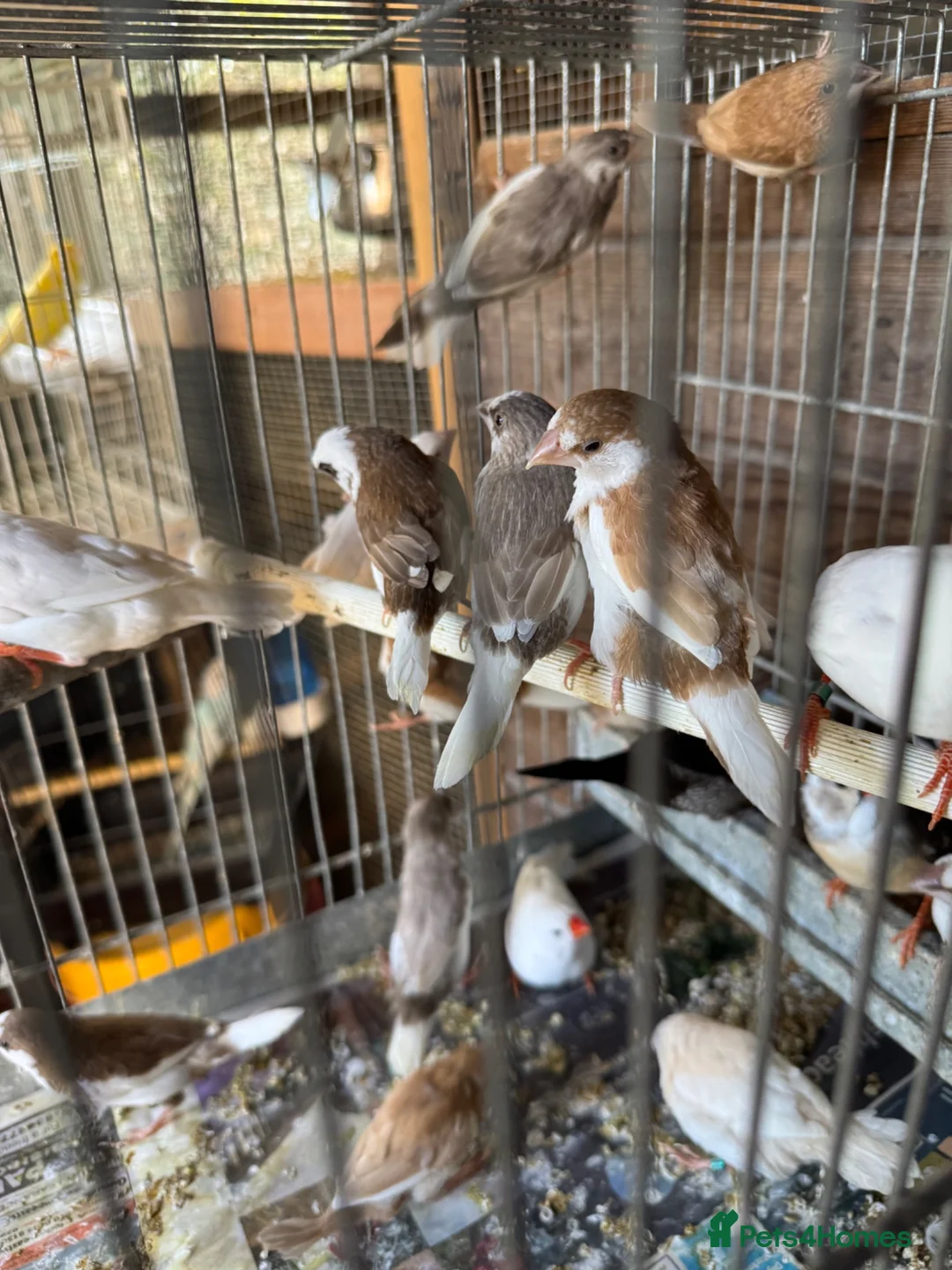 Finches birds for sale: Finches for sale  - Advert 2