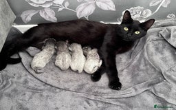 Mixed Breed cats for sale: 4 beautiful grey kittens - Image 1