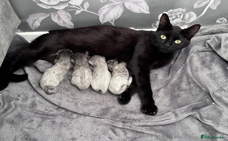 Mixed Breed cats - Advert 2